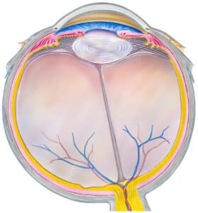Macular Degeneration | North Suburban Eye Macular Degeneration | North Suburban Eye
