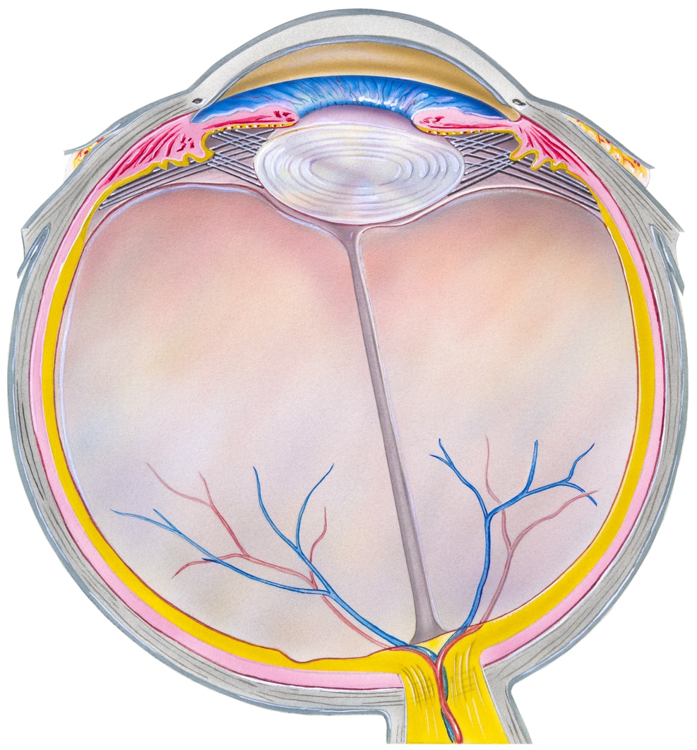 macular degeneration wakefield ma
