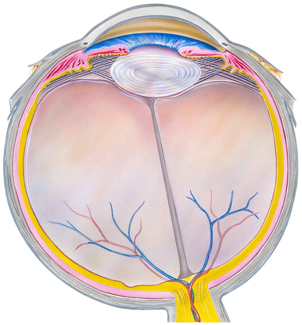 Macular Degeneration | North Suburban Eye