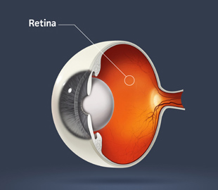 retina